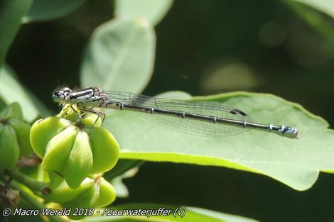 Azuurwaterjuffer ♀