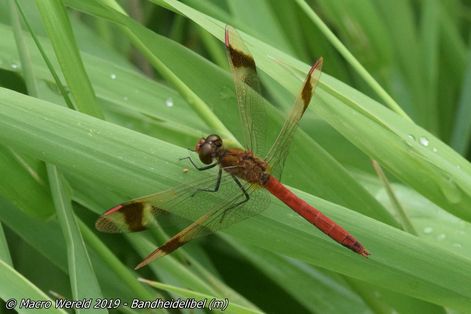 Bandheidelibel ♂