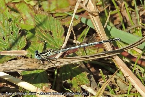 Blauwe breedscheenjuffer ♂