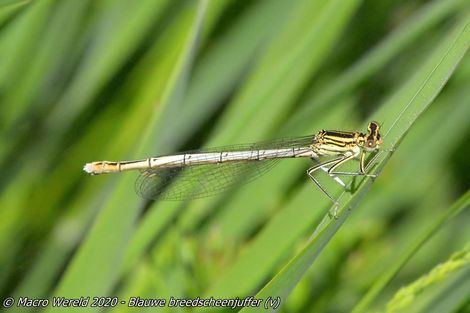 Blauwe breedscheenjuffer ♀