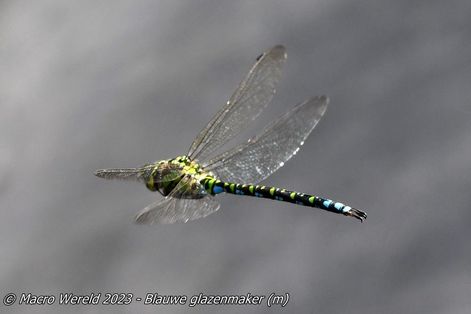 Blauwe glazenmaker ♂