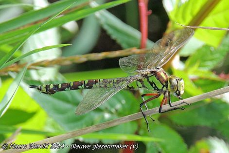 Blauwe glazenmaker ♀
