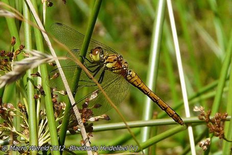 Bloedrode Heidelibel ♀