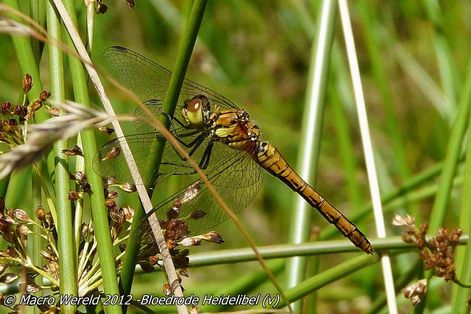 Bloedrode Heidelibel ♀