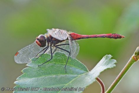 Bloedrode heidelibel ♂