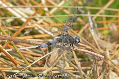 Bruine korenbout ♂