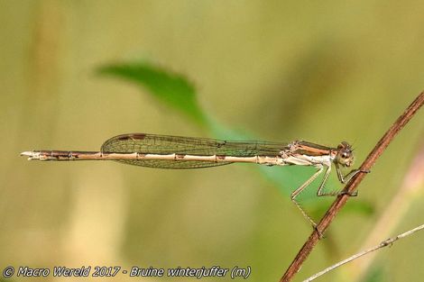 Bruine winterjuffer ♂