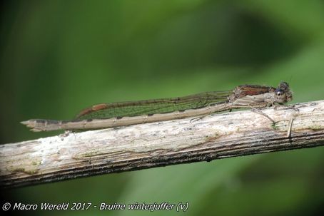 Bruine winterjuffer ♀