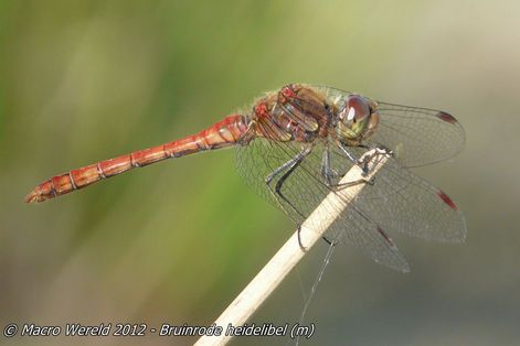 Bruinrode heidelibel ♂