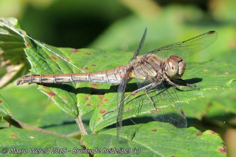 Bruinrode heidelibel ♀
