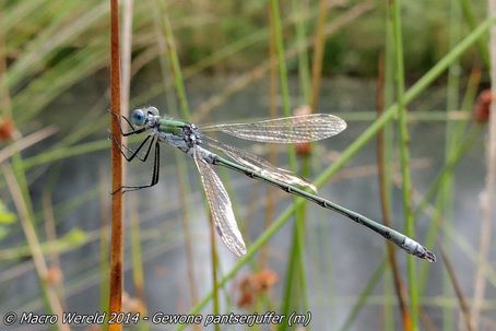 Gewone pantserjuffer ♂