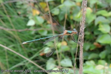 Gewone pantserjuffer ♀