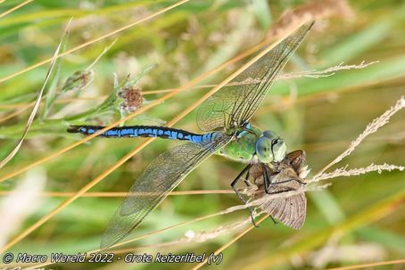 Grote keizerlibel ♀