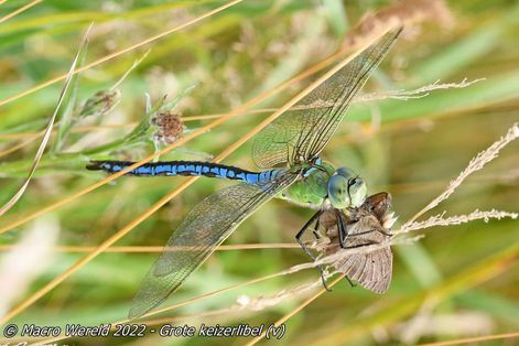 Grote keizerlibel ♀
