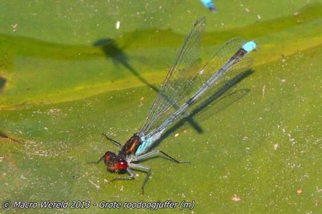 Grote roodoogjuffer ♂