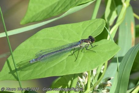 Grote roodoogjuffer ♀
