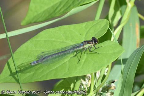 Grote roodoogjuffer ♀