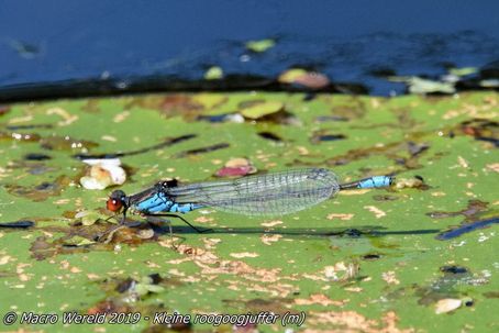 Kleine roogoogjuffer ♂