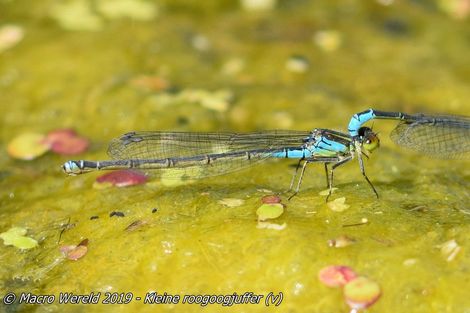 Kleine roogoogjuffer ♀