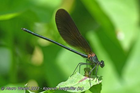 Koperen beekjuffer ♂