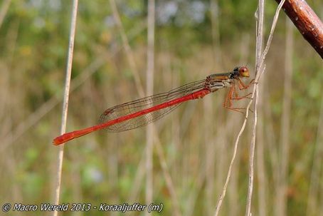 Koraaljuffer ♂