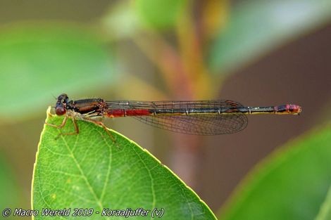 Koraaljuffer ♀
