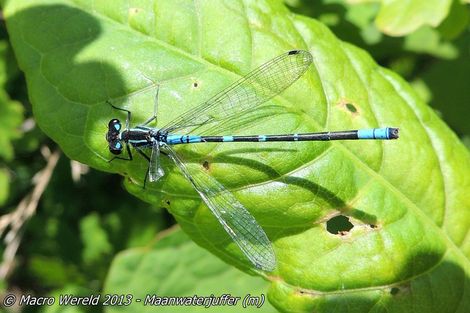 Maanwaterjuffer ♂