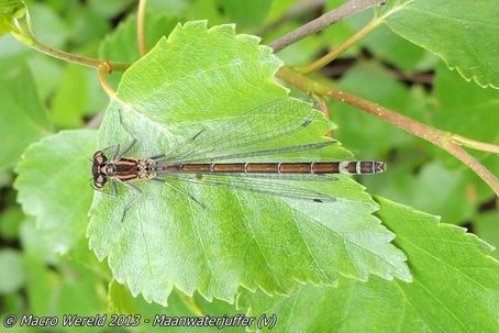 Maanwaterjuffer ♀