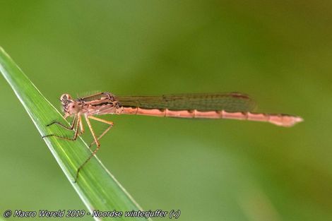 Noordse winterjuffer ♀