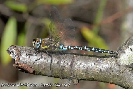Paardenbijter ♂