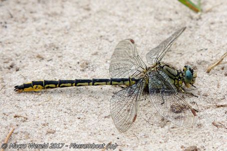Plasrombout ♂