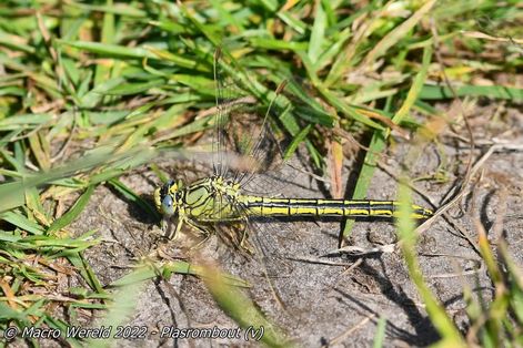 Plasrombout ♀