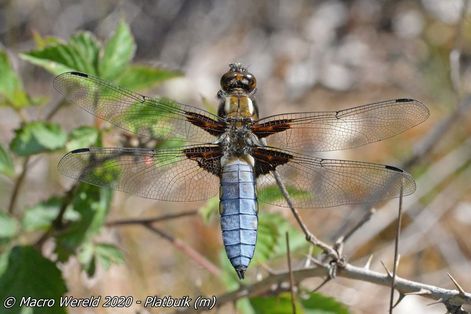 Platbuik ♂