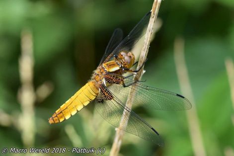 Platbuik ♀