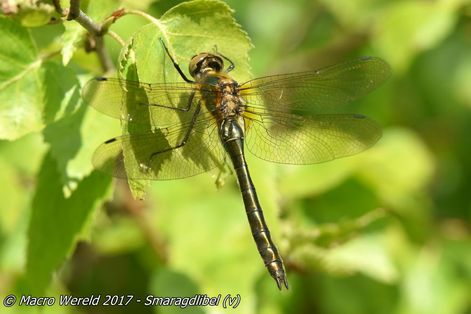 Smaragdlibel ♀
