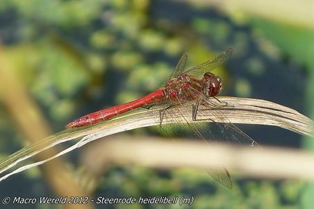 Steenrode heidelibel ♂