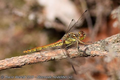 Steenrode heidelibel ♀