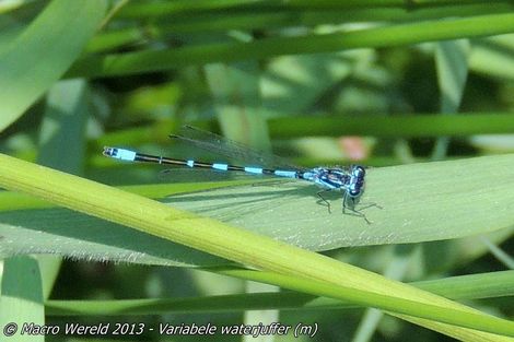 Variabele waterjuffer ♂