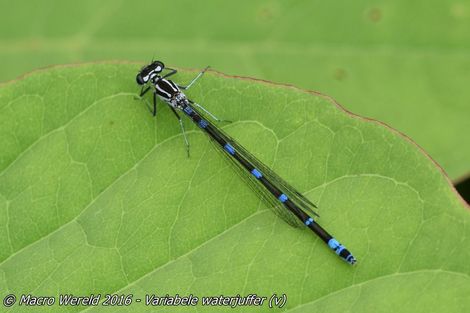 Variabele waterjuffer ♀