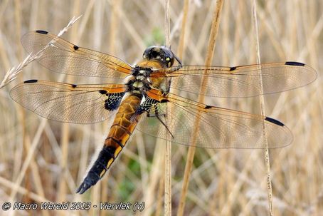 Viervlek ♀