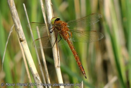 Vroege glazenmaker ♂