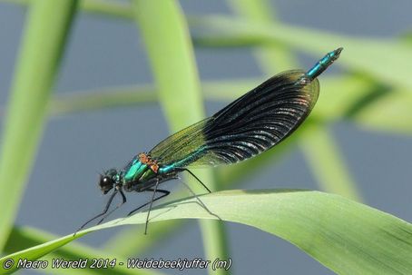 Weidebeekjuffer ♂