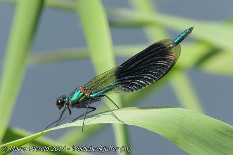 Weidebeekjuffer ♂