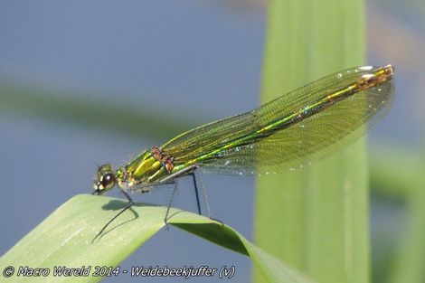 Weidebeekjuffer ♀