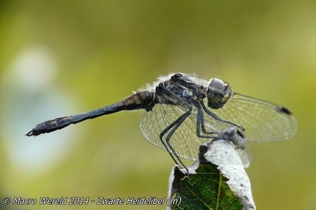 Zwarte Heidelibel ♂