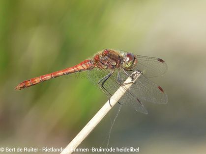 Common Darter ♂