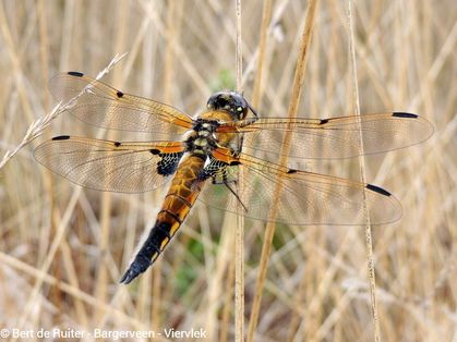 Four-spotted Skimmer