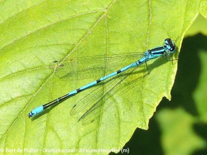Azure Damselfly ♂
