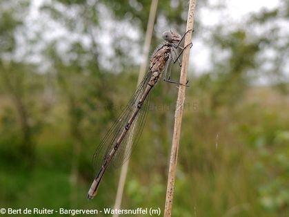 Small Red Damselfly ♂