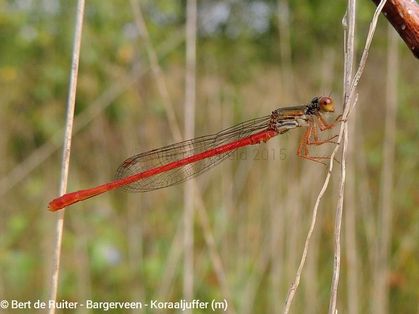 Small Red Damselfly ♂